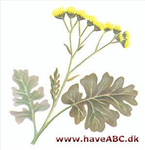Gråblad - Senecio bicolor Gråblad - Senecio bicolor