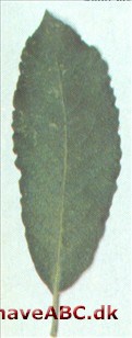 Gråpil - Salix cinerea