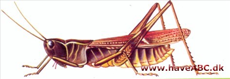 Græshopper - Orthoptera Græshopper - Orthoptera