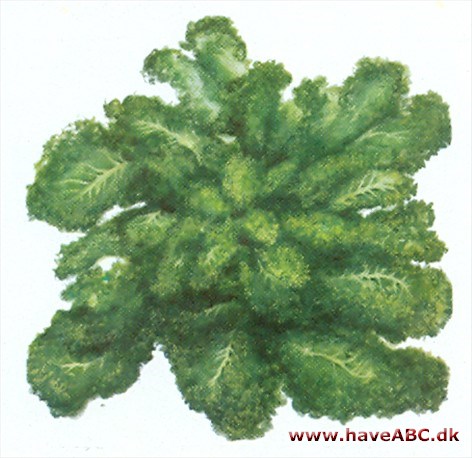 Grønkål - Brassica oleracea