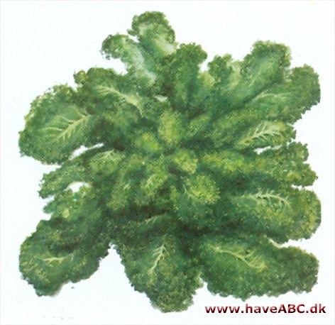 Grønkål - Brassica oleracea Grønkål - Brassica oleracea
