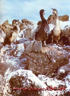 Guano Guano