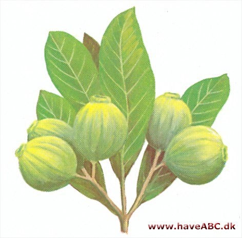 Guava - Psidium guajava Guava - Psidium guajava