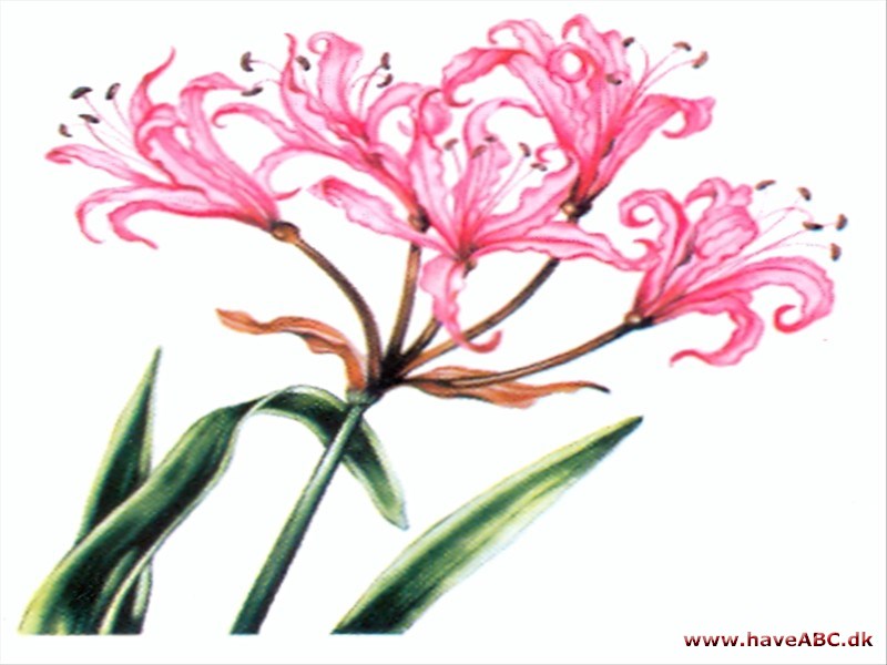 Guernsey-lilje - Nerine