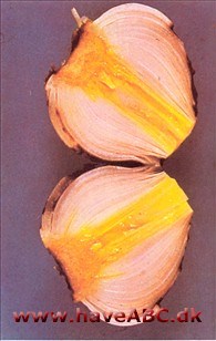 Gulbakteriose Gulbakteriose