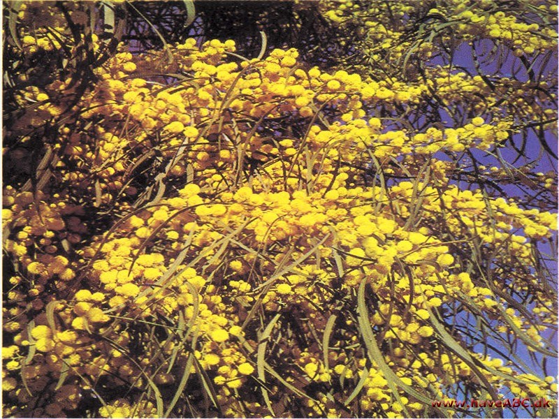 Guldakacie - Acacia longifolia Guldakacie - Acacia longifolia