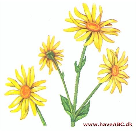 Guldblomme - Arnica montana