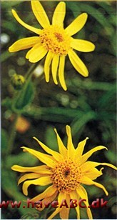 Guldblomme, volverlej - Arnica montana † Guldblomme, volverlej - Arnica montana †