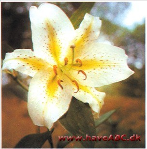 Guldbåndslilje - Lilium auratum Guldbåndslilje - Lilium auratum