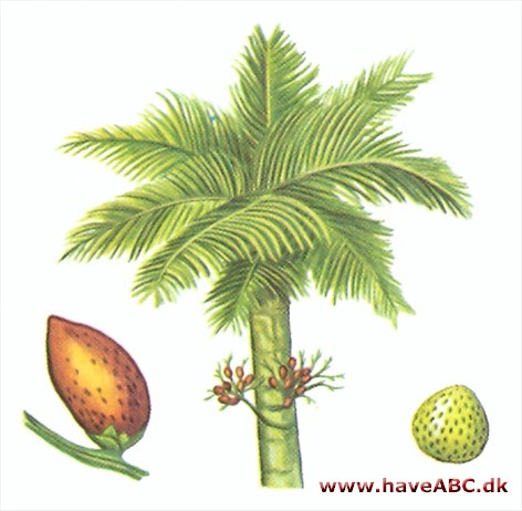 Guldfrugt­palme - Chrysalidocarpus lutescens
