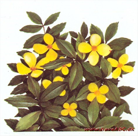 Guldkop - Hylolmecon japonicum Guldkop - Hylolmecon japonicum