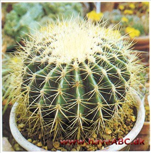 Guldkugle - Echinocactus grusonii Guldkugle - Echinocactus grusonii