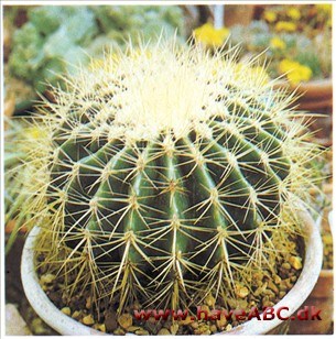 Guldkugle - Echinocactus grusonii