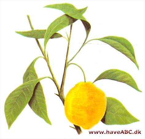 Guldorange - kumquat - Fortunella japonica