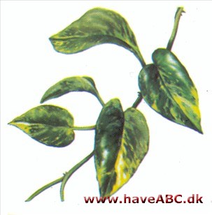 Guldranke - Rhaphidophora aurea