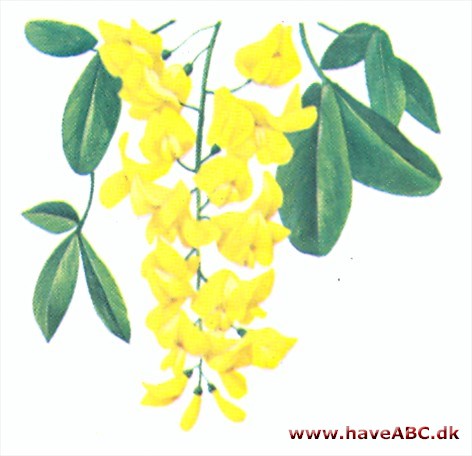 Guldregn - Laburnum Guldregn - Laburnum