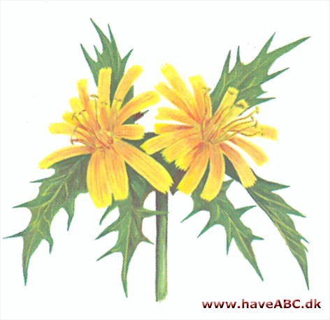 Guldtidsel - Scolymus hispanicus