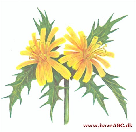 Guldtidsel - Scolymus hispanicus Guldtidsel - Scolymus hispanicus