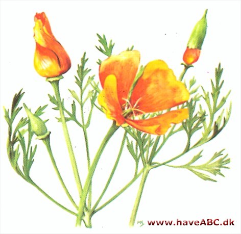 Guldvalmue - Klokken-fire-blomst - Eschscholtzia californica Guldvalmue - Klokken-fire-blomst - Eschscholtzia californica