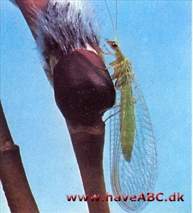 Guldøjer - bladlusløver - Chrysopidae Guldøjer - bladlusløver - Chrysopidae
