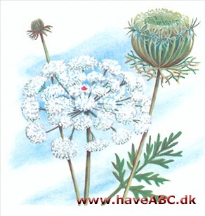 Gulerod - Daucus carota Gulerod - Daucus carota