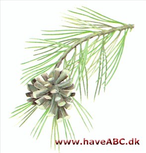 Gulfyr - Pinus ponderosa Gulfyr - Pinus ponderosa