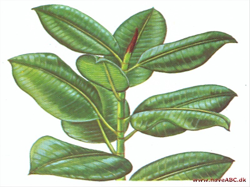 Gummifigen – Gummitræ - Ficus elastica Gummifigen – Gummitræ - Ficus elastica
