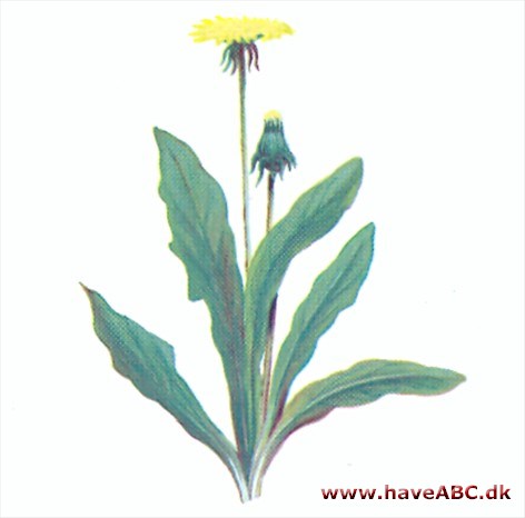 Gummimælkebøtte - Taraxacum bileorne Gummimælkebøtte - Taraxacum bileorne