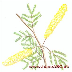 Gummiakacie - Acacia senegal Gummiakacie - Acacia senegal