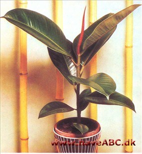 Gummitræ, Indisk Gummifigen - Ficus elastica Gummitræ, Indisk Gummifigen - Ficus elastica