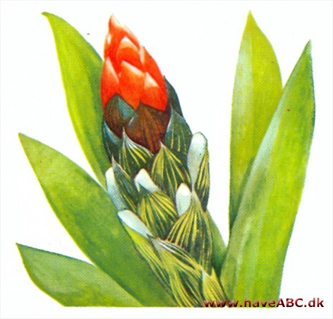 Guzmania - Guzmania Guzmania - Guzmania