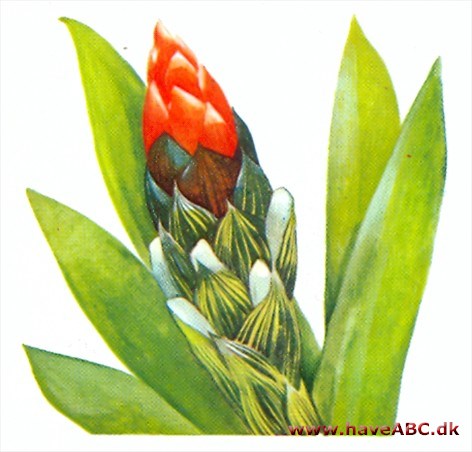 Guzmania - Guzmania