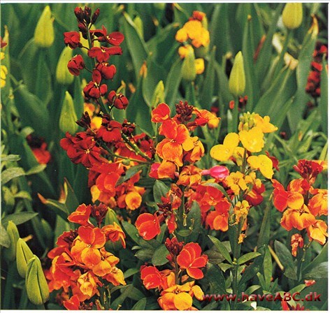 Gyldenlak - Cheiranthus cheiri † Gyldenlak - Cheiranthus cheiri †