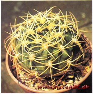 Gymnocalycium baldianum