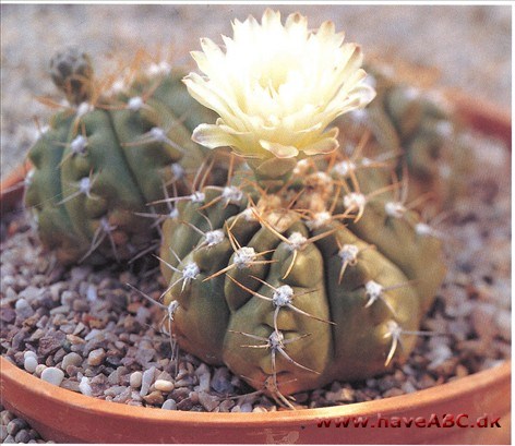 Gymnocalycium Gymnocalycium