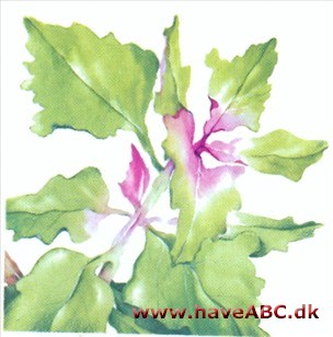 Gåsefod - Chenopodium