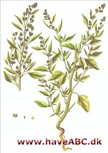 Gåsefod - Hvidmelet gåsefod »mælde« - Chenopodium album Gåsefod - Hvidmelet gåsefod »mælde« - Chenopodium album