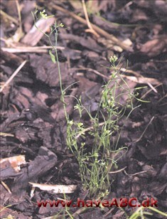 Gåsemad, almindelig - Arabidopsis thallana Ses midt på foråret - tidligt efterår; Det er små diskrete, for det meste forårsblomstrende ukrudtsplanter, er almindelige i dyrket jord. De har hvide blomster, der er så små, at de næsten er usynlige