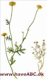 Gåseurt - Farvegåseurt - Anthemis tinctoria