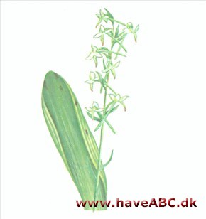 Gøgelilje - Platanthera Gøgelilje - Platanthera