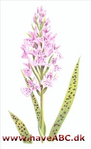 Gøgeurt - Dactylorhiza og Orchis