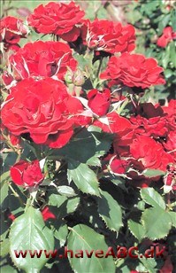 H.C. Andersen - America's Choice, Hans Christian Andersen, Touraine De store, halvfyldte, skålformede, svagtduftende blomster udvikles i juli med evt. senere remontering. Se mere her ...