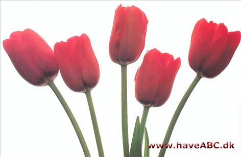 Halcro - Tulipan, Tulipa