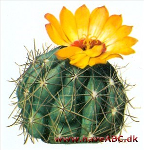 Hamatocactus - Hamatocactus Hamatocactus - Hamatocactus