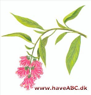 Hammerbusk - Cestrum Hammerbusk - Cestrum
