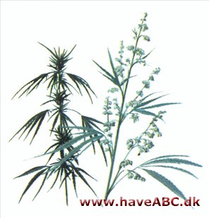 Hamp - Cannabis Hamp - Cannabis