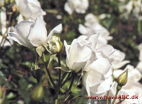 De hvide, mellemstore, fyldte (mere end 25 kronblade) blomster udvikles i juni og fremefter. De har en moderat duft. Se mere her ...