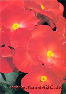 Hanblomst Hanblomst