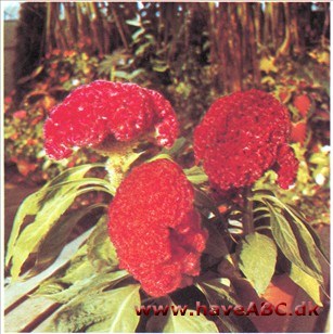 Hanekam - Celosia argentea var. cristata