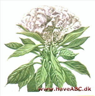 Hanekam - Celosia argentea
